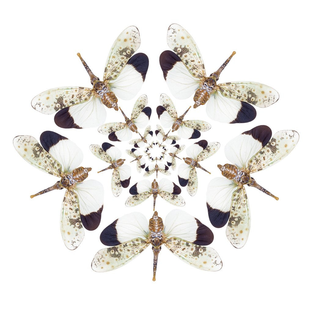 Detail of Circular design of Pyrops horsfieldii winged insect in white and blacks by Anonymous
