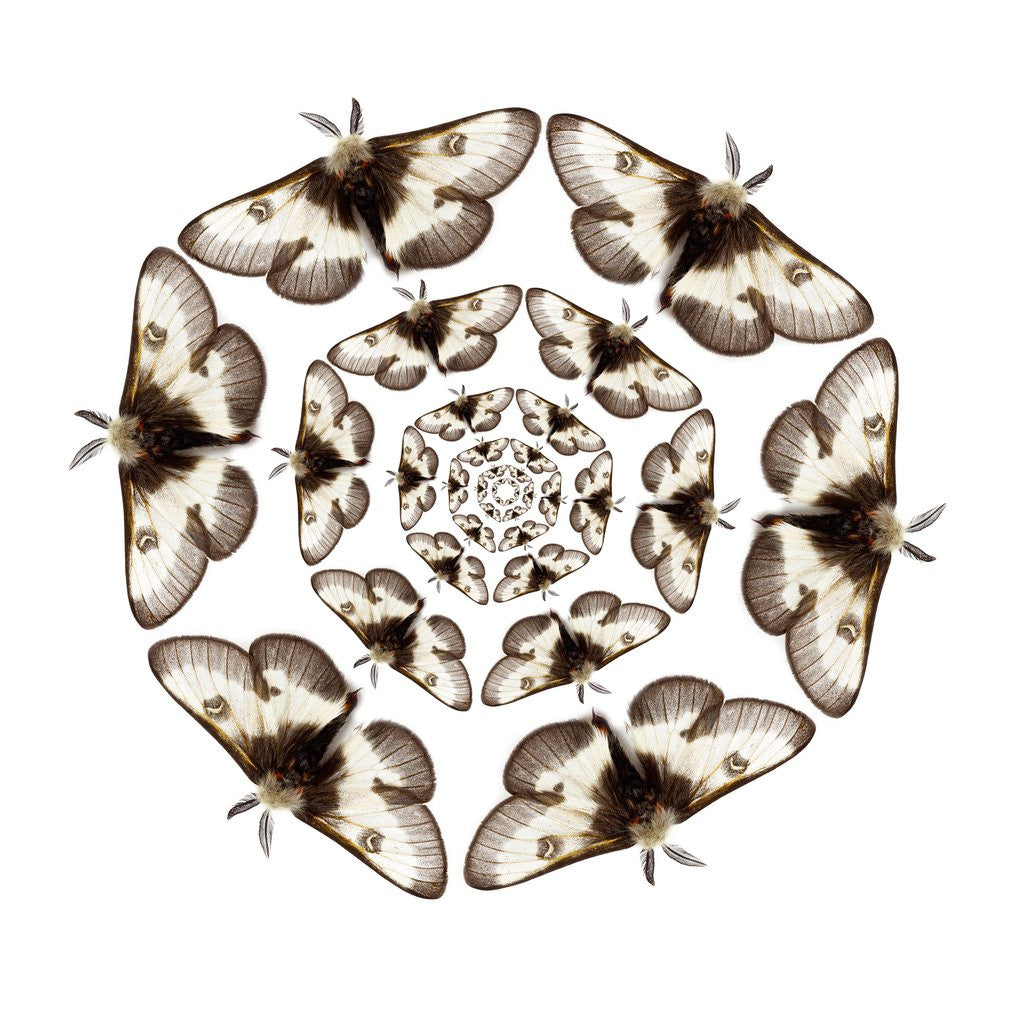 Detail of Small male moth in cicular design spiraling in smaller each time by Anonymous