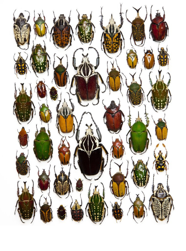 Detail of Flower Beetle Poster Cetonidae by Anonymous