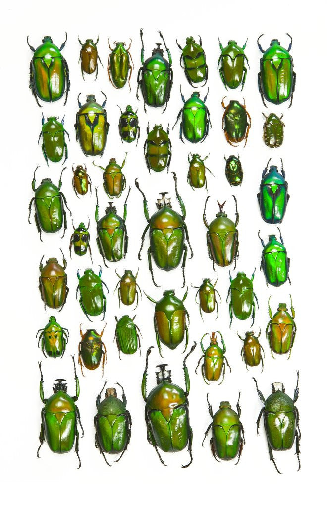Detail of All Green Flower Beetles in design layout against white backdrop by Corbis