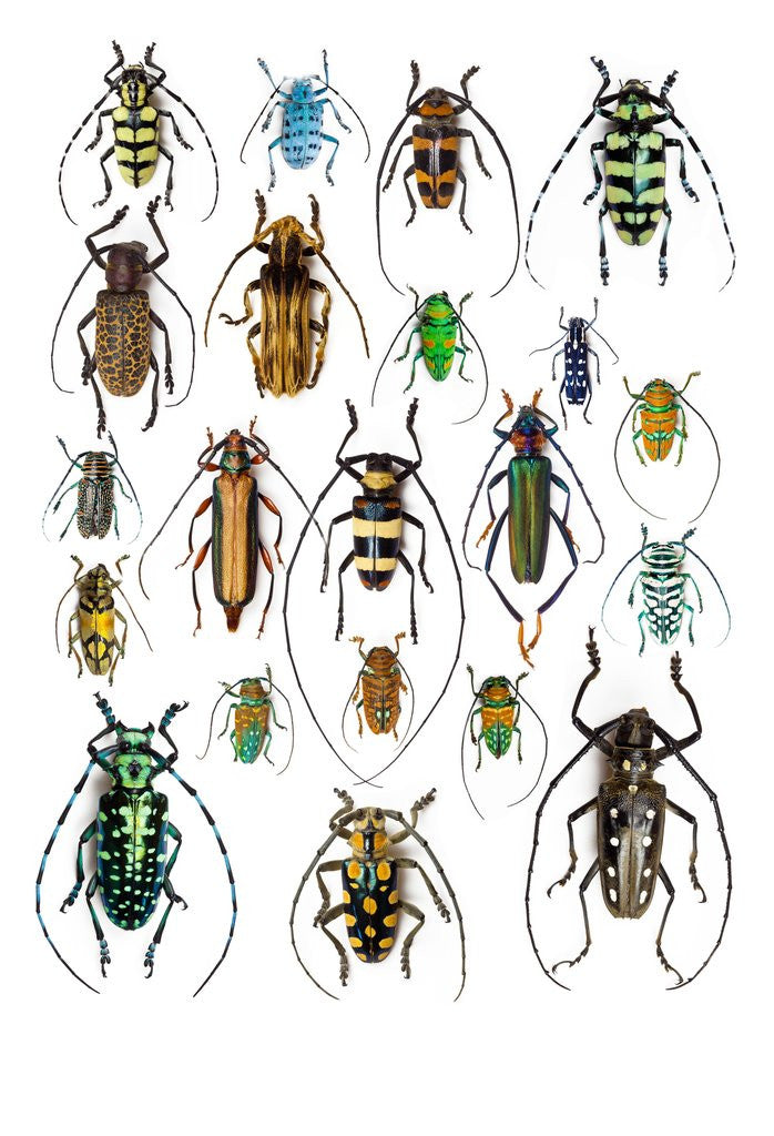 Detail of Long Horned beetles Top view by Corbis