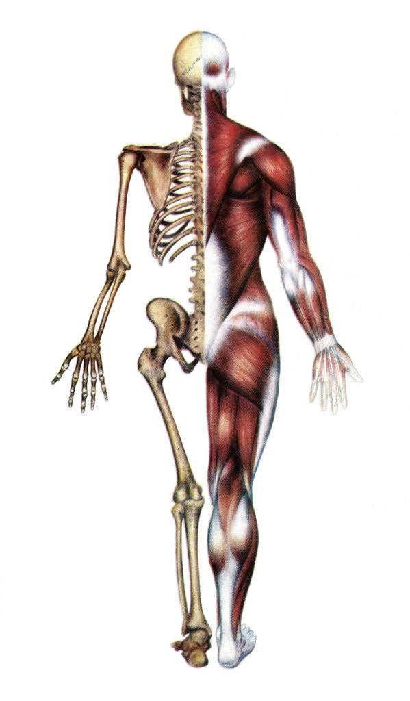 Detail of Vintage medical diagram of the posterior skeleton and muscles by Anonymous