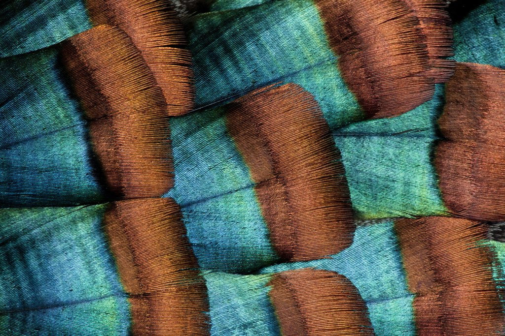 Detail of Oscellated Tujrkey feather pattern blues and golden tans by Anonymous