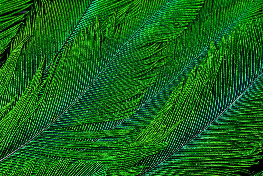 Detail of Resplendent Quetzal green tail feathers in layered feather design from Costa Rica by Corbis