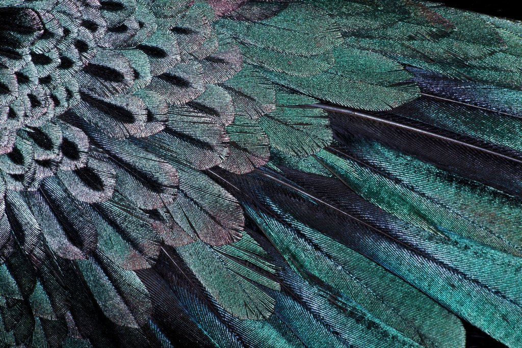 Detail of Superb Bird of Paradise feather design as they radiate outwards by Anonymous