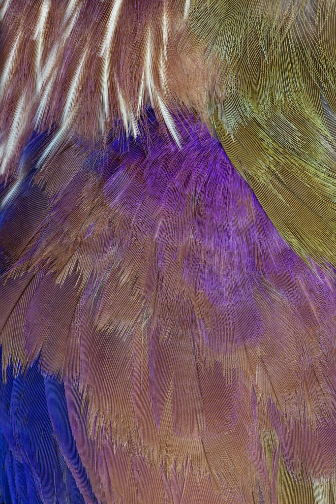 Detail of Neck and Chest Feather pattern of Roufus-crowed Roller by Anonymous