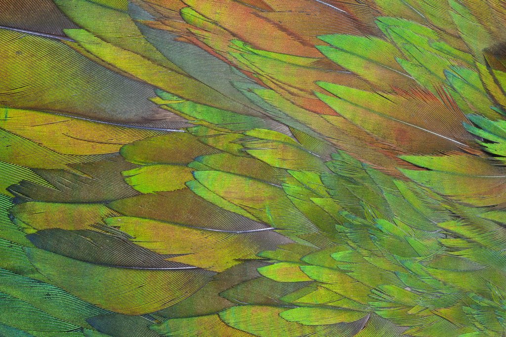 Detail of Green wing shoulder design Nicobar Pigeon by Anonymous