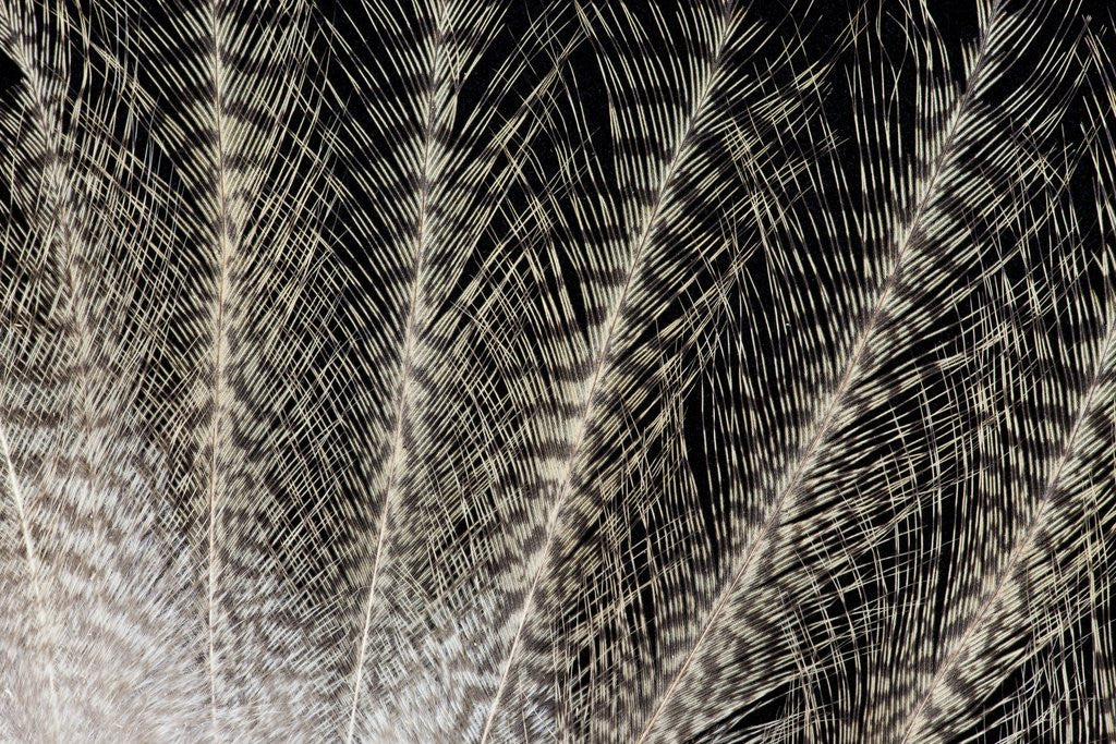 Detail of Feather design of Eurasion Eagle Owl by Anonymous