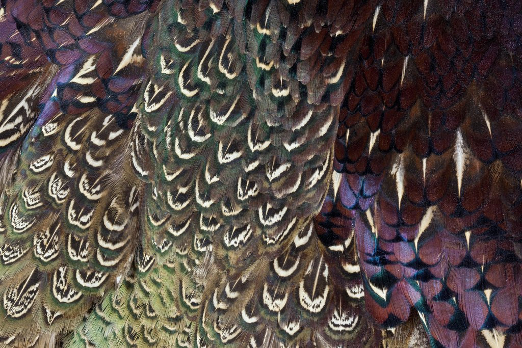 Detail of Back and wing colorful feather pattern of Ring-necked Pheasant by Anonymous