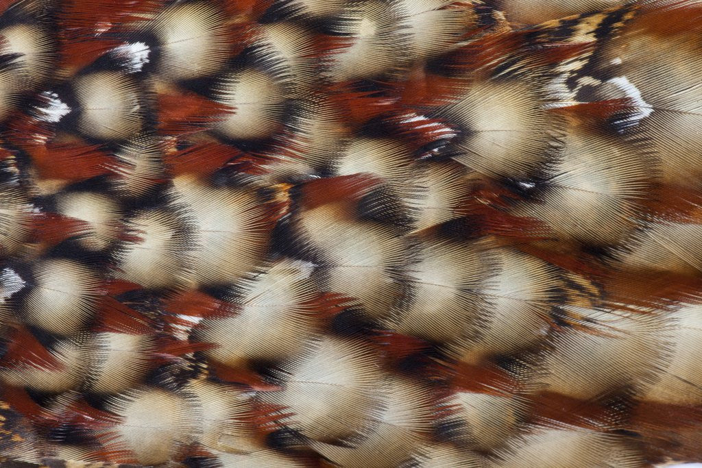 Detail of Cabotsd Tragopan back feather design by Anonymous