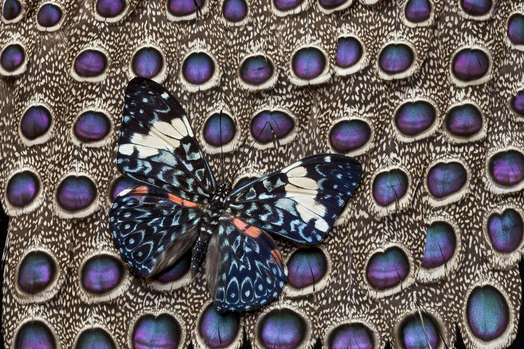 Detail of Starry night Butterfly Hamadryas arinome on Grey Peacock Pheasant wing feathers by Corbis
