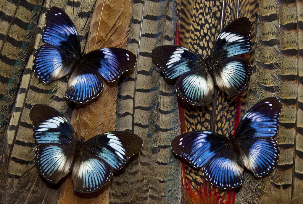 Detail of Hypolimas monteironis, the Black-tipped Diadem Butterflies on Pheasant Tail feathers by Corbis