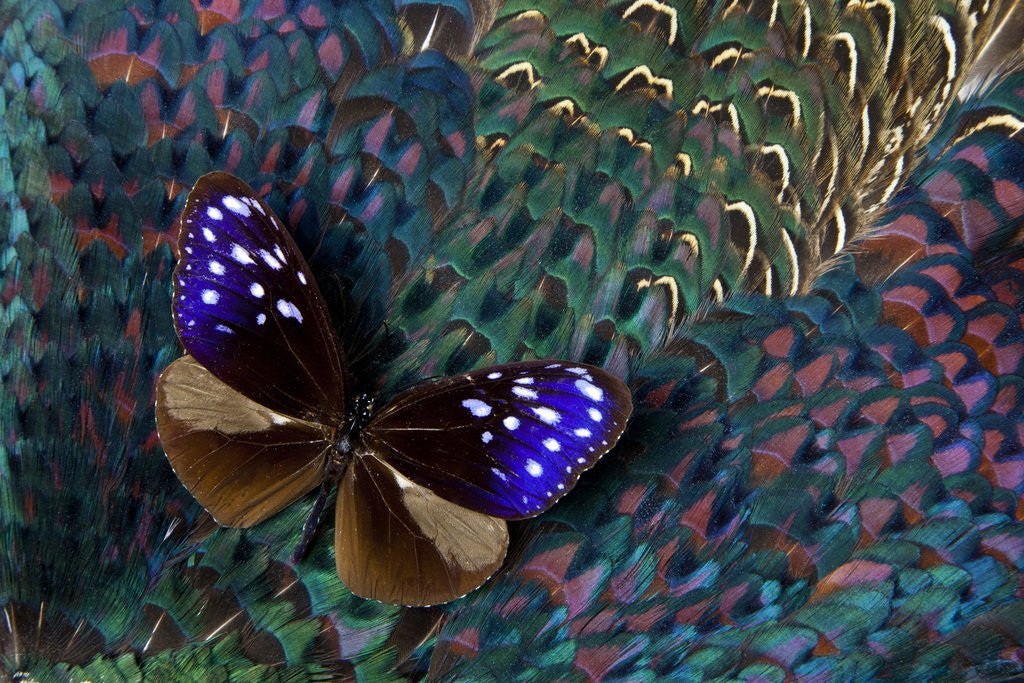 Detail of Striped Blue Crow Butterfly, Euploea Mulciber, on Ring-necked Pheasant Feathers by Corbis