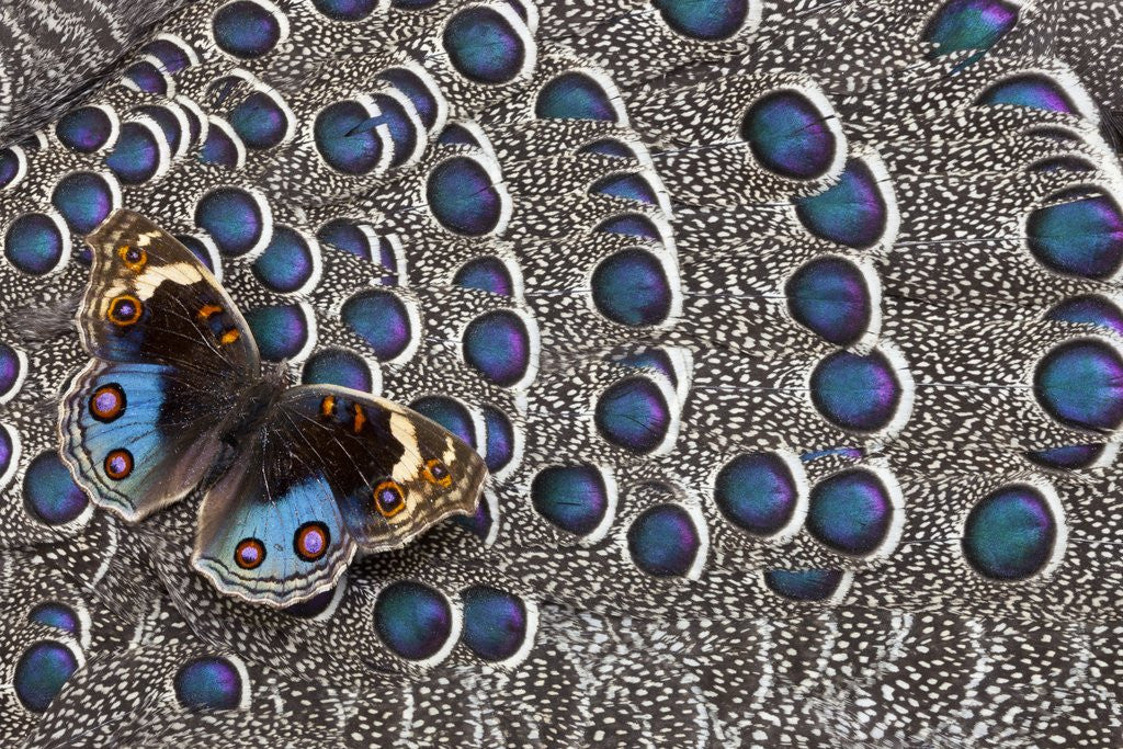 Detail of Blue Pansy butterfly, Junonia orithya, on wing feathers of Grey Peacock Pheasant by Corbis