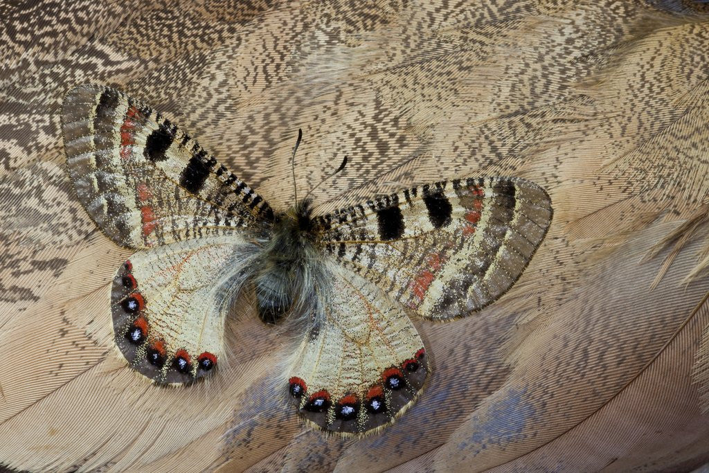 Detail of False apollo butterfly, Archon apollinus, and Shoulder feathers of Senegal Buster by Anonymous