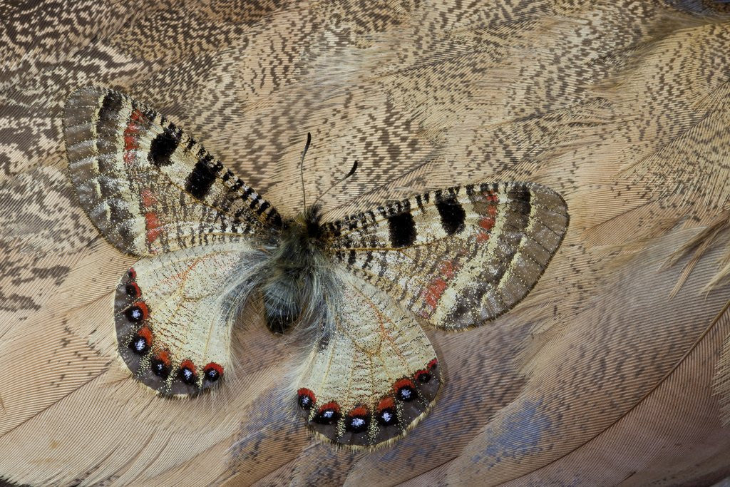 Detail of False apollo butterfly, Archon apollinus, and Shoulder feathers of Senegal Buster by Corbis