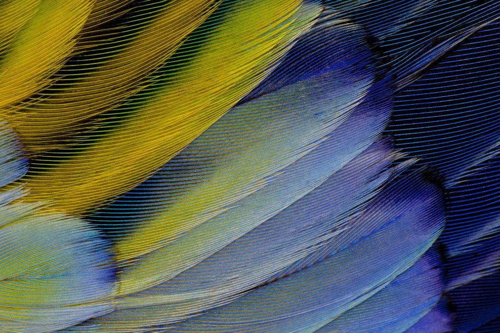 Detail of Layering wing Pattern of Eastern Rosella by Anonymous