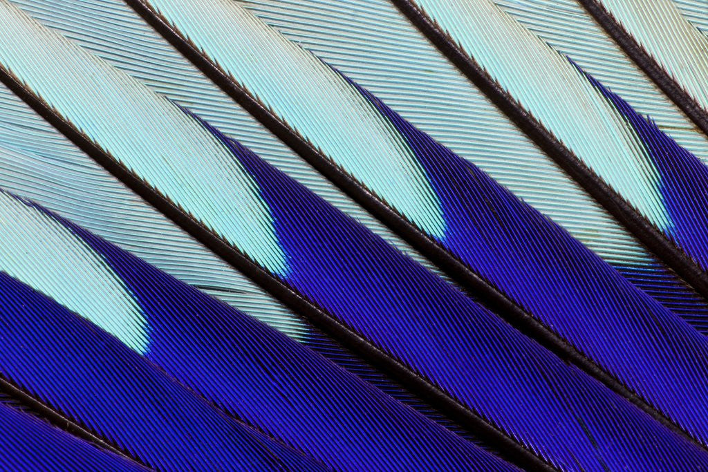 Wing pattern design of Blue-bellied Roller by Corbis