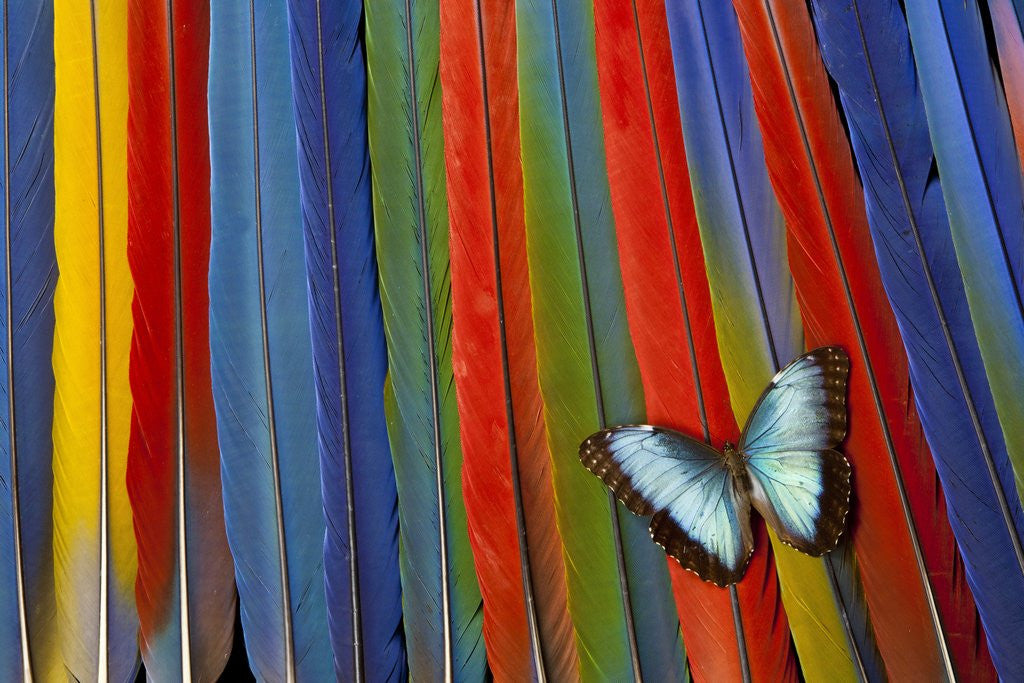 Detail of Blue Morpho butterfly Morpho peleides, on variety of Macaw tail feathers by Corbis
