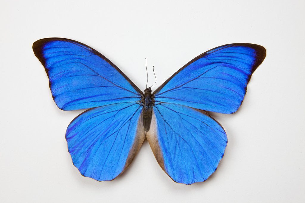 Detail of Blue Morpho, Morpho anaxibia from Brazil by Anonymous