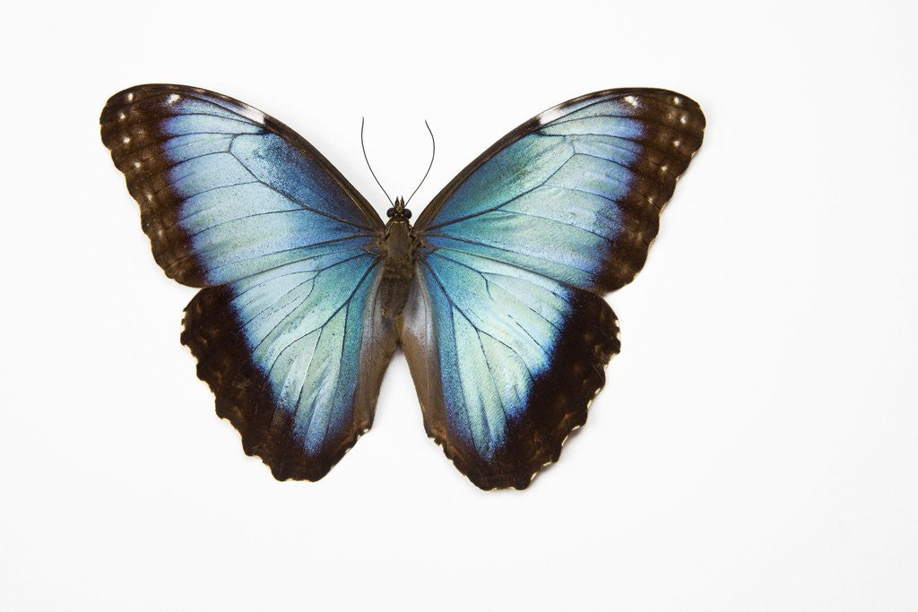 Detail of Blue Morpho against white background by Corbis