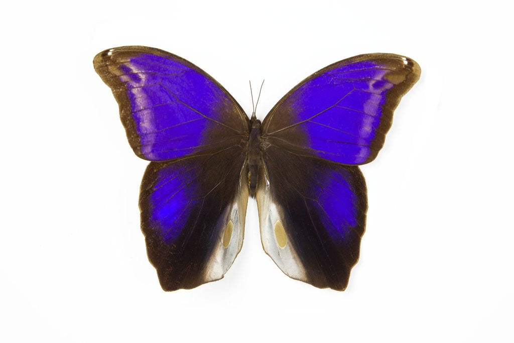 Detail of Owl Butterfly in Brassolidae family Eryphanis aesacus from El Salvador by Anonymous