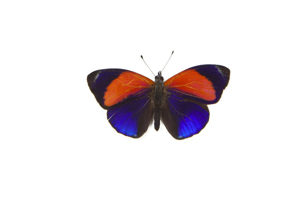 Detail of Dotted Glory Butterfly Asterope markii from South America study on White by Anonymous