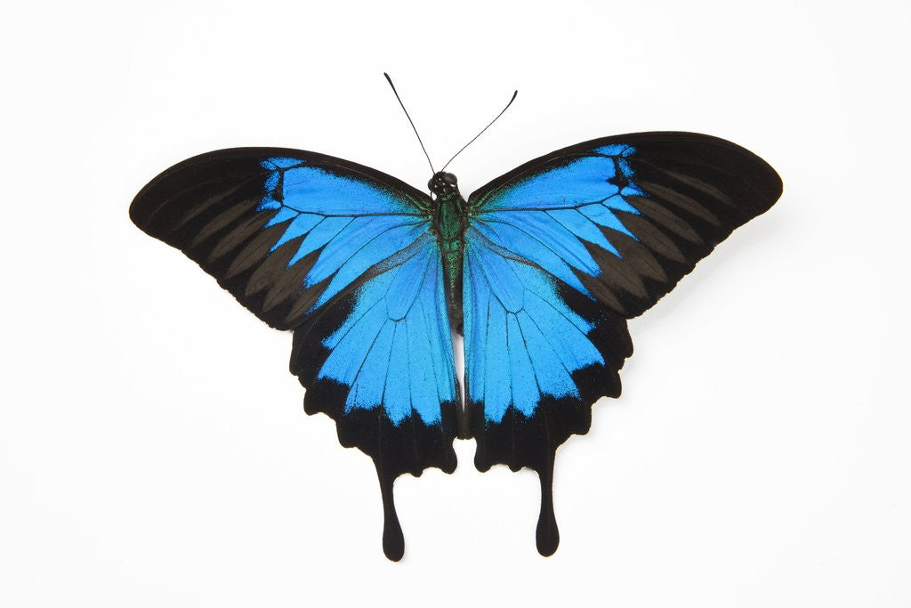 Detail of Mountain Blue Swallowtail Butterfly from Australia, Papilio Uysses, male study against white backgro by Anonymous