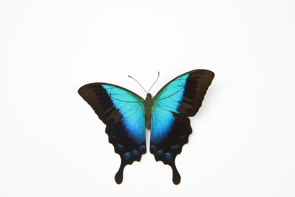 Azure Swallowtail butterfly, Papilio pericles in its beautiful blue by Corbis