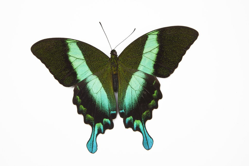 Detail of Peacock swallowtailed butterfly Papilio blumei study against white background by Anonymous