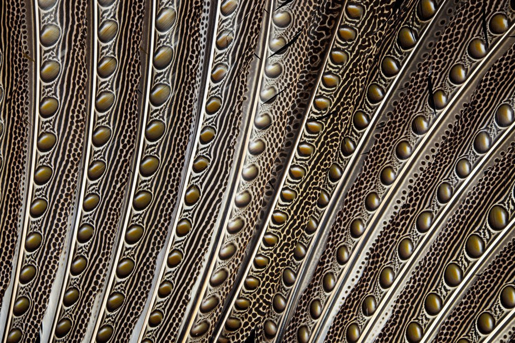 Detail of The beautiful wing feathers of Argus Phesant by Anonymous
