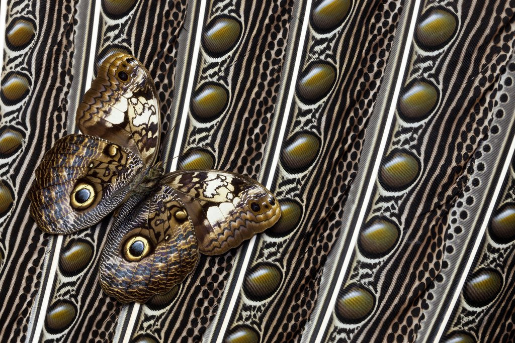 Detail of Owl Butterfly, Caligo from South American on Spotted Wing Feather of Argus Phesant by Anonymous