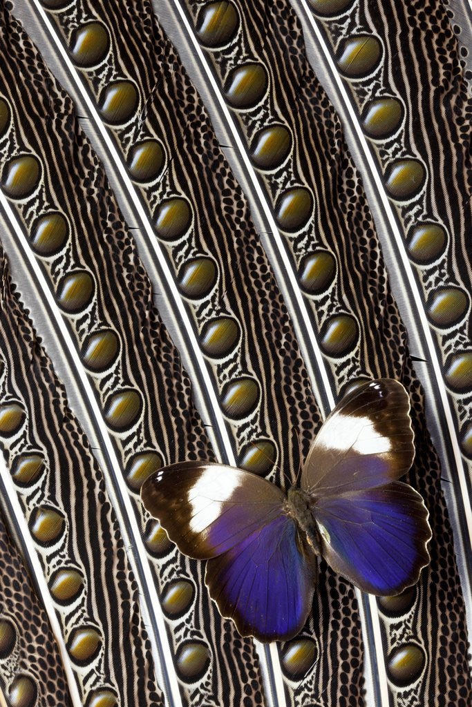 Detail of Owl Butterfly from Argentina on Wing Feathers of Argus Pheasant by Corbis