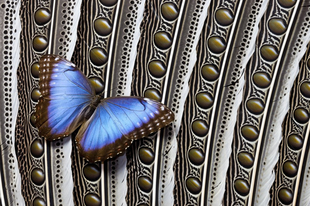 Detail of Blue Morpho on Wing Feathers of Argus Pheasant by Anonymous