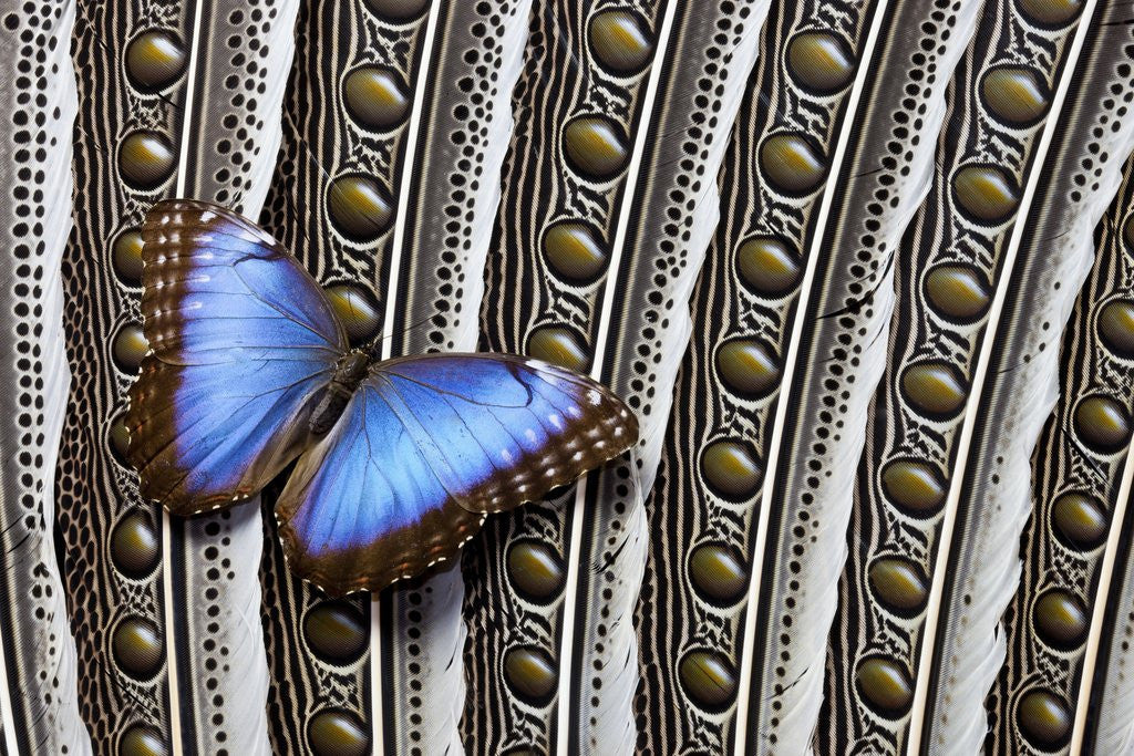 Detail of Blue Morpho on Wing Feathers of Argus Pheasant by Corbis