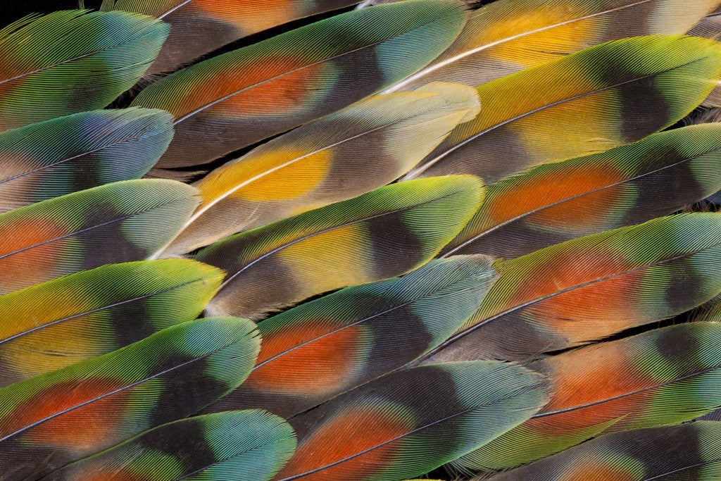Detail of Tail feather design and pattern of many varities of Lovebirds by Anonymous