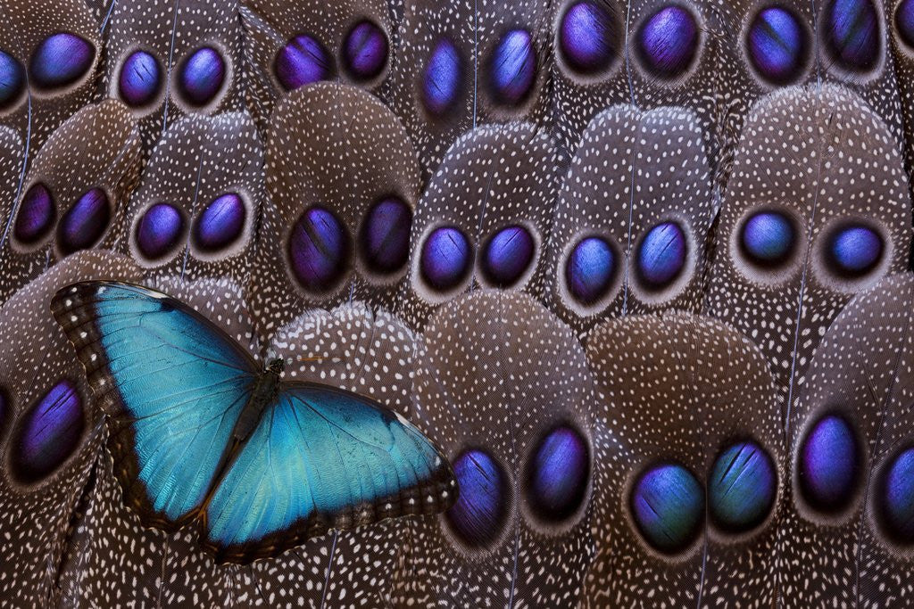 Detail of Blue Morpho resting on tail feather design of the Grey's Peacock Pheasant by Anonymous