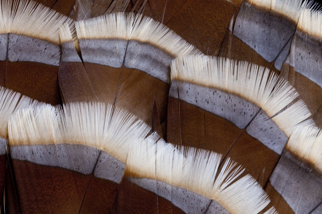 Detail of Tail feather design of Lavender Turkey by Anonymous