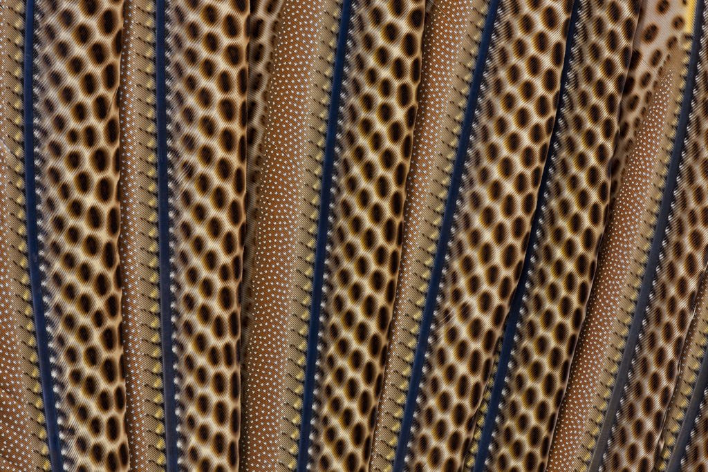 Detail of The beautiful wing feathers of Argus Phesant by Anonymous
