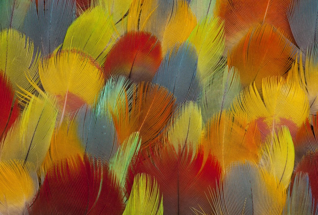 Detail of Multi-colored feathers from a variety of parrots by Corbis