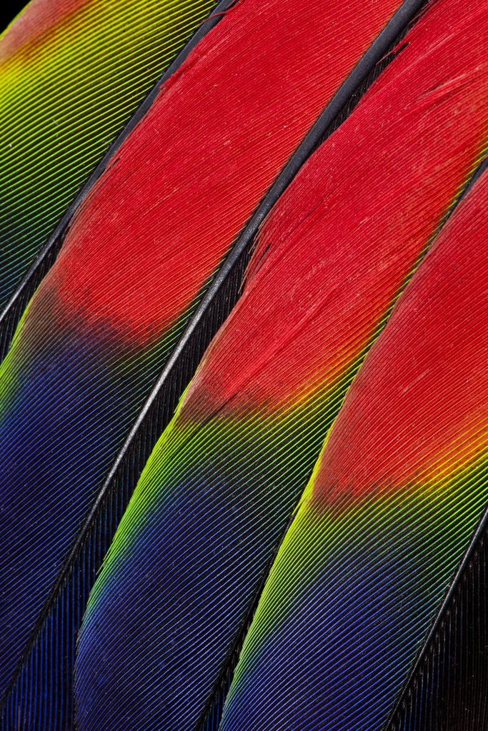 Detail of Main central wing feathers of Amazon Parrot by Anonymous