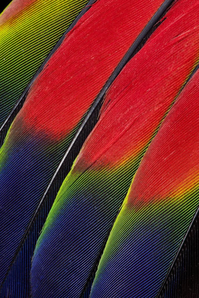 Detail of Main central wing feathers of Amazon Parrot by Corbis