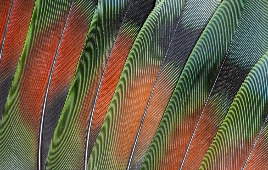 Detail of Tail feathers fanned out Lovebird by Anonymous
