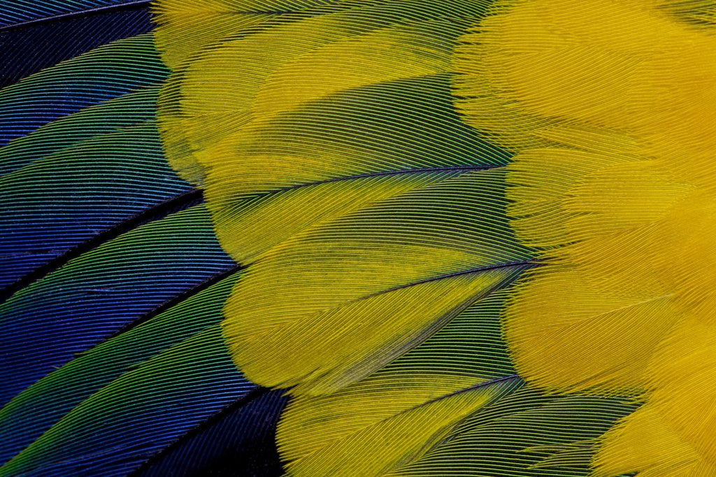 Detail of Fanned out wing feathers in blue, green and yellow of Sun Conure by Anonymous