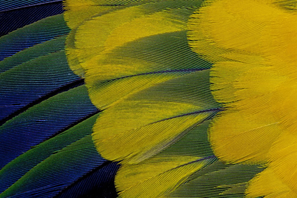 Detail of Fanned out wing feathers in blue, green and yellow of Sun Conure by Corbis