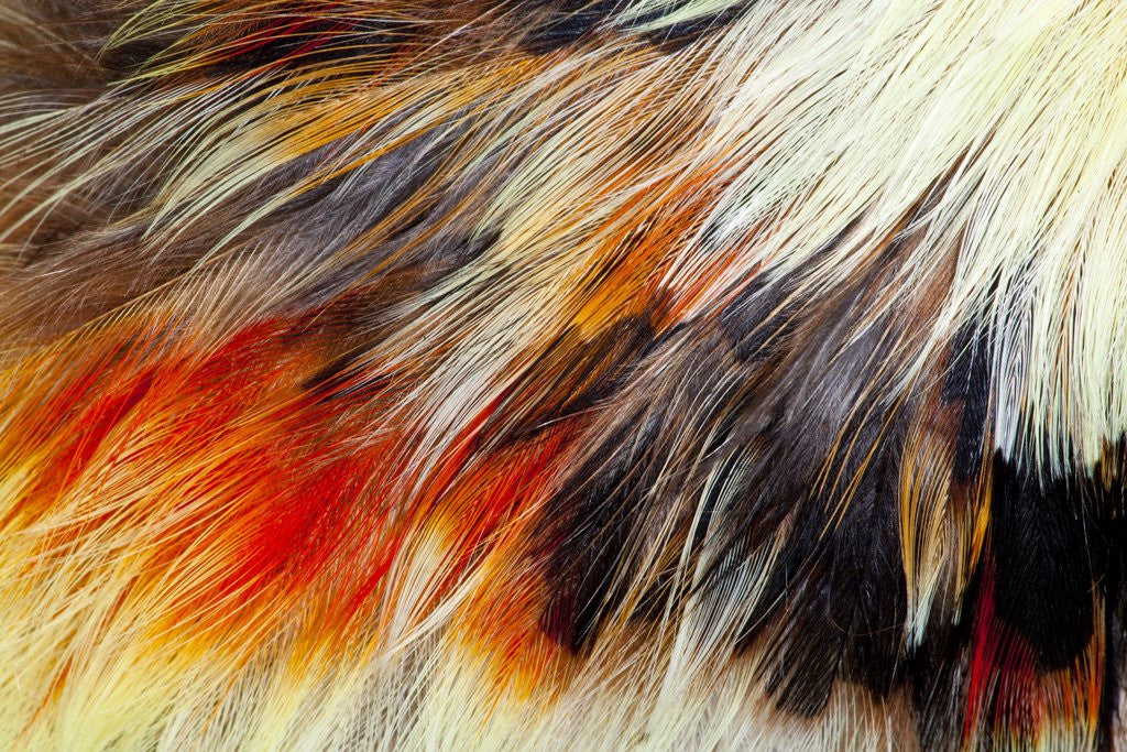 Detail of Colorful feathers of Collared Aracari by Anonymous