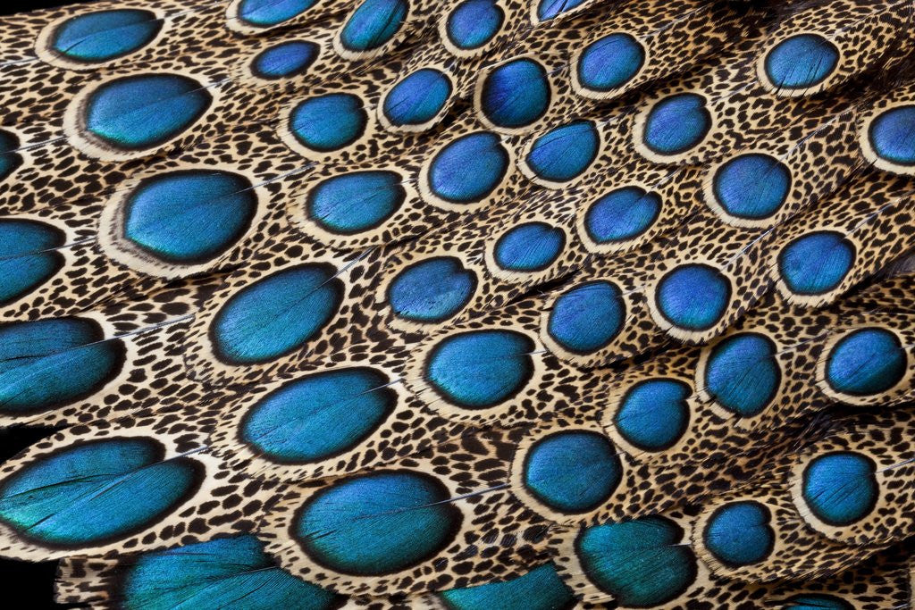 Detail of Malay Peacock Pheasant both tail and wing feathers layered in feather design with blue spots on disp by Anonymous