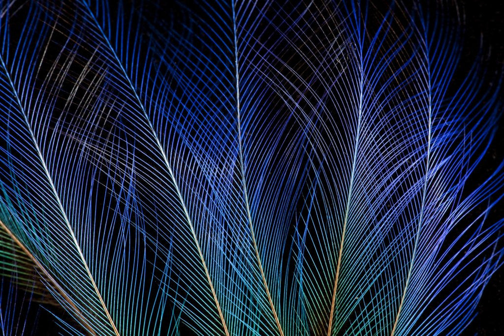 Detail of Display feathers of Blue Bird of Paradise by Corbis