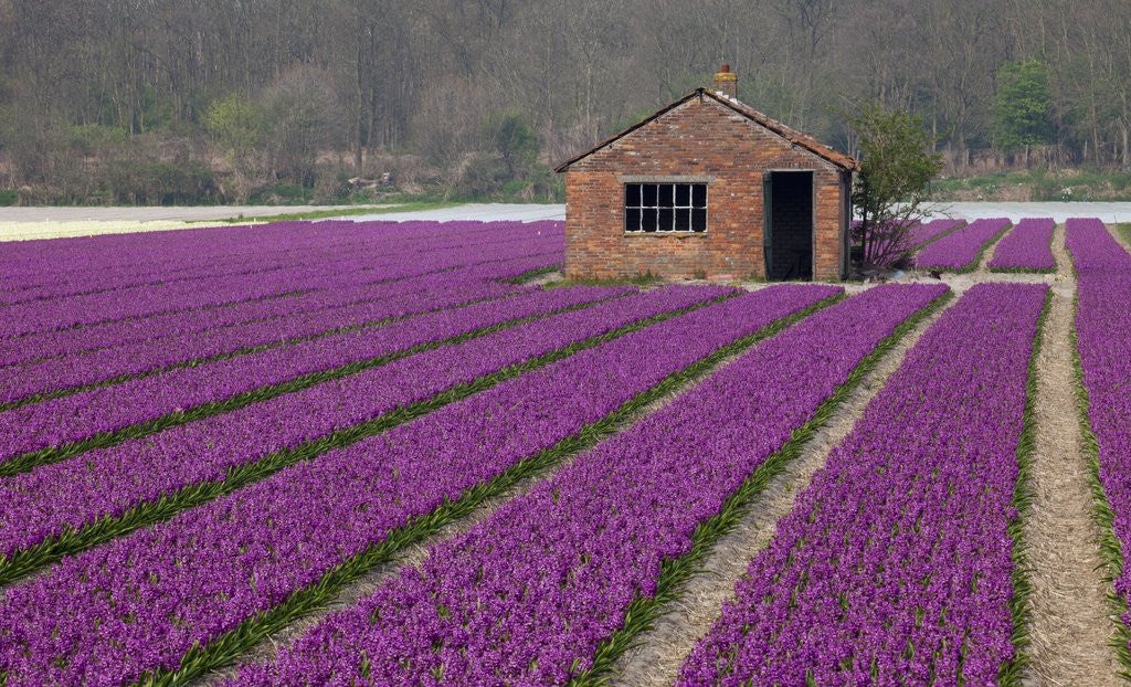 Detail of Brick Shed in growing field of Hyacinths, springtime near Lisse Netherlands by Anonymous