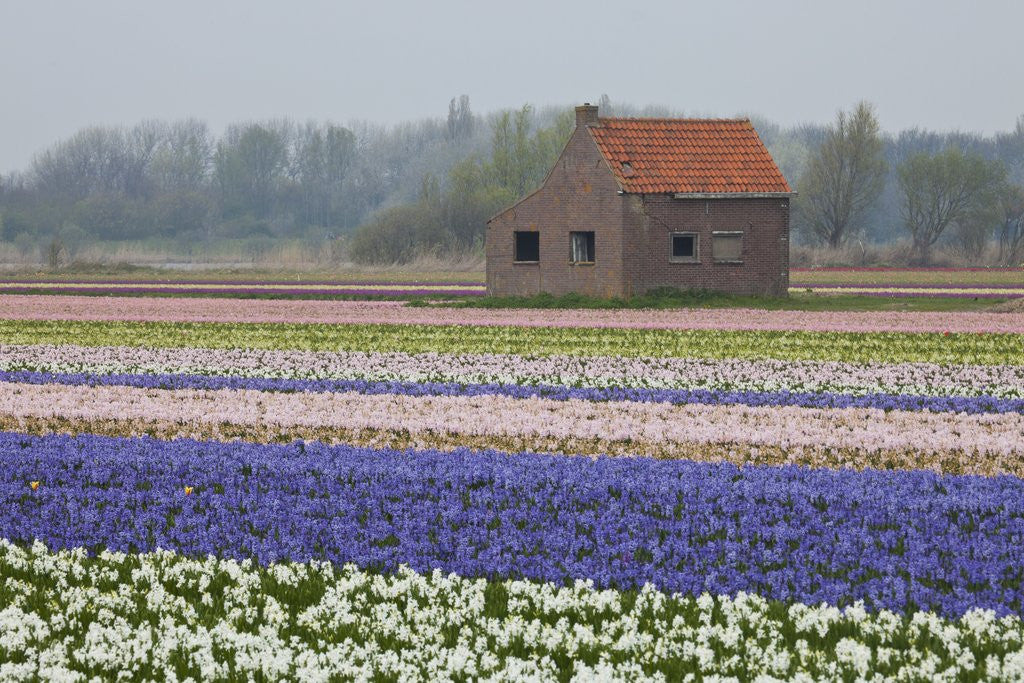 Detail of Brick Shed in growing field of Hyacinths, springtime near Lisse Netherlands by Anonymous